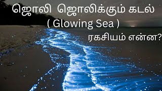 Glowing Sea || ஜொலி  ஜொலிக்கும் கடல்.... காரணம் என்ன?