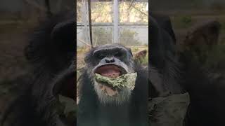 師聖🍰①チンパンジー・スグルくん★Chimpanzee・・・沖縄こどもの国・Okinawa Zoo \u0026 Museum(20211220)