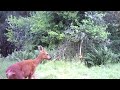 roe doe barking.mp4