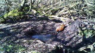 Fasan - Fasanenhahn schöpft Wasser