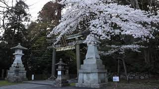 宮城・鹽竈神社の桜