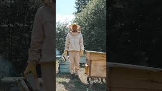 O sacrifício mortal das abelhas para proteger sua colmeia, #shorts