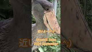 Shoebill Sasa 2024 September 9月のハシビロコウ   近いよー、けど近くに来てくれて、ありがとー(๑･̑◡･̑๑)