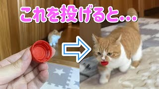 投げた物を取ってこいが出来る猫がカワイイ