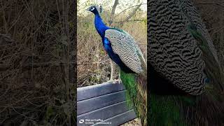 😱😱 wow what a beautiful peacock 😱😱 #peacock #birds #nature #peacocking #peacocks #peacockbeauty