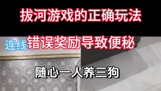 【狗狗思维训练】拔河游戏应该怎么玩，你做对了吗？丨错误的奖励让你的狗狗便秘！丨随心一人养三狗