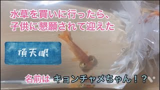 2022.2.20 金魚　頂天眼のキョンチャメちゃんを家族に迎えた！面白い金魚　　Ryukin     Goldfish    Celestial eye