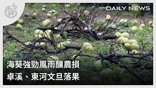 海葵強勁風雨釀農損 卓溪、東河文旦落果｜每日熱點新聞｜原住民族電視台