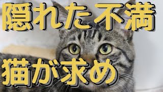 【驚愕】猫が飼い主に求めること5選！これを知らないと猫が不満を感じる