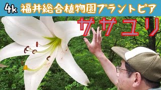 松本園長の解説　ササユリ（笹百合）　6月その3　福井県越前町立福井総合植物園プラントピア　Lilium japonicum