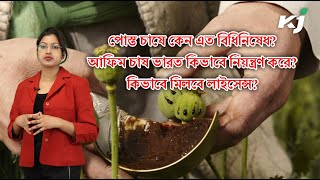 পোস্ত চাষে কেন এত বিধিনিষেধ। কিভাবে মিলবে লাইসেন্স। Opium Cultivation in India। Opium Farming Profit