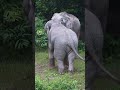 สะออน พลายเมฆา เขาใหญ่ forestelephant wildlife elephannature nature