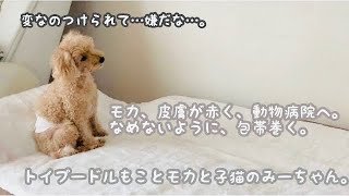 乾燥肌。薬塗って、舐めないように包帯で巻く。【先住犬トイプードル】