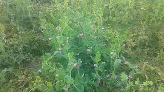 খেসারি কলাই চাষ ও পদ্ধতি ব্যবহার। Use of khesari plowing and methods