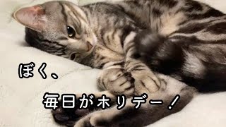 ただただ癒されるだけの猫動画（約30秒）