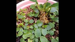 seedings Dorstenia foetida