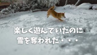 雪奪われた柴犬