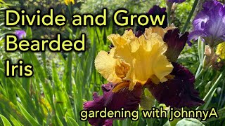 How and When to Propagate, Divide and Plant Bearded Iris