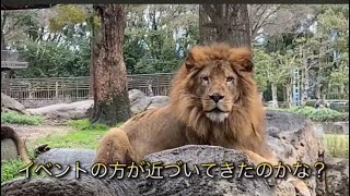 イベントの方が気になる柑太郎君【ライオン】