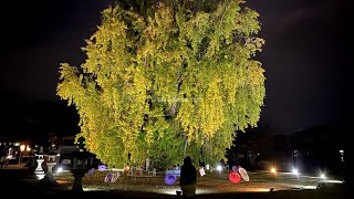 吉備津神社の大銀杏ライトアップ、福山市で鮮やか見ごろ