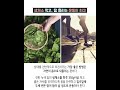 안강병원과 세로 살기 이상소견없음 섬유성근통. 답답한 전신통증