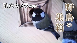 2025/01/31 シジュウカラの巣箱(巣穴カメラ) 野鳥 Great tit Bird Nest Box Live Camera