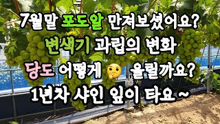 7월 샤인머스켓 변색기 당도상승 원리, 양수분관리, 1년차 샤인 엽소피해