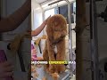 goldendoodle rescued goldendoodle goldendoodle