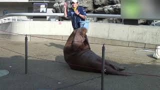 大分マリーンパレス水族館　うみたまご - 地域情報動画サイト　街ログ