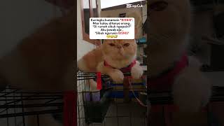 Ini nih gk salah #cat #pets #catlover #feedshorts #shortvideo #shorts #kucing #humor #komedi