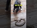 cat vs snake