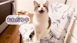 あざとくおねだりする猫がお口パクパクさせて可愛いです♪