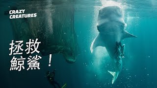 從漁網中拯救鯨鯊！| 奇怪動物紀錄片