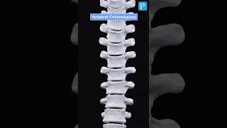 Anatomy of Spine!