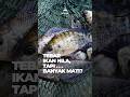 Cara atasi bibit ikan nila yang banyak mat1 #budidayaikan #ikannila