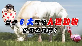 人造动物你见过吗？它们无一不短命，人类为啥要创造它们？