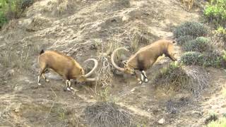 Wild goats (Nubian ibex) fighting in Ein Avdat, Israel