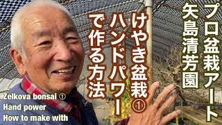 ケヤキ盆栽➀ハンドパワーで作る方法矢島清芳園@tane.bonsai Zelkova bonsai ➀Hand powerHow to make with#bonsai ＃育てる