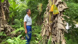 芭蕉全身都是寶，原來還能這樣吃，養胃又好吃 | Plantain is full of treasure, which nourishes the stomach and tastes good