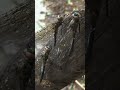 dragonflies on a log shorts insects videos channel