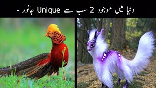 2 Unique Animals You Don't Believe Exist | Most Unusual Animals In The World | Factop Tv