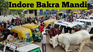 Indore Bakra Mandi | #indore bajriya bakra mandi (mp.)