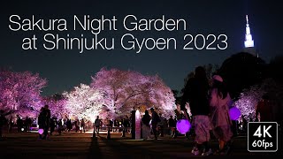 [4K]Naked Sakura Night Garden at Shinjuku Gyoen [NAKED桜の新宿御苑2023]