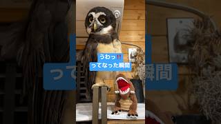 びっくりしたフクロウsurprised owl