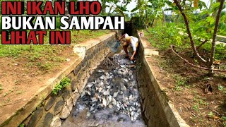 GEMETAR!!! Dikejutkan Ratusan Ikan Kekeringan Seperti Sampah Auto Panen Ikan Di Selokan