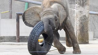 【アフリカゾウ家族】豪快タイヤ遊びと鼻遊び♪とべ動物園にて