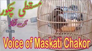 Maskati Chakor ki awaz | Layyah Birds paradise