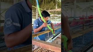 কম খরচে PVC পাইপ ড্রিংকার সিস্টেম #poultryfarming #shorts #unnatakrishibangla