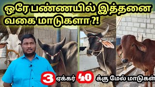 பல வகை வட இந்திய நாட்டு மாடுகள் | ஒரே பண்ணயில் |form visit |Tamilar nilam.