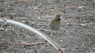 採餌中のシメ　Hawfinch